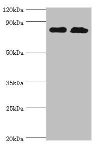 QARS antibody