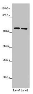 QRSL1 Antibody