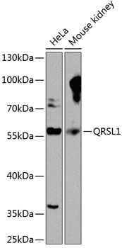 QRSL1 antibody