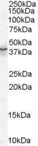 Goat anti-Quaking / QKI Antibody