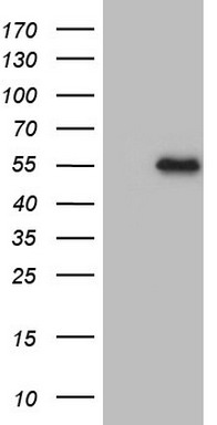 R Cadherin (CDH4) antibody