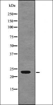 R-Ras (Phospho-Tyr66) antibody