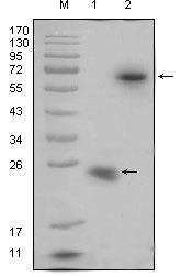 R-spondin1 Antibody