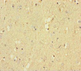 PTPRZ1 Antibody