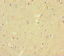 R-type tyrosine-protein phosphatase zeta antibody