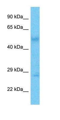 R10B2 antibody