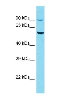 R3HCC1L antibody