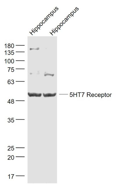 5HT7 Receptor antibody