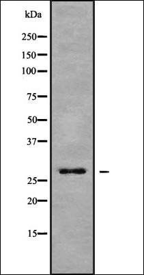 Rab 11B antibody