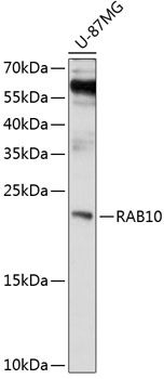 RAB10 antibody