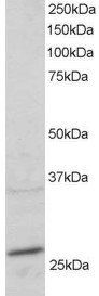 Goat anti-RAB11A / YL8 Antibody