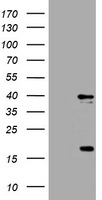 RAB11FIP1 antibody