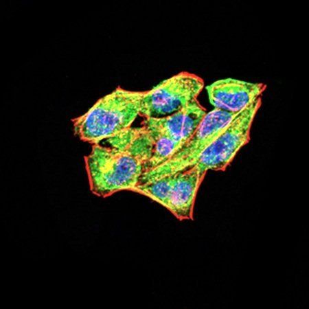 RAB11FIP1 Antibody