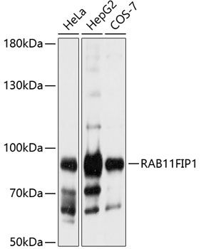 RAB11FIP1 antibody