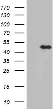 RAB11FIP4 antibody