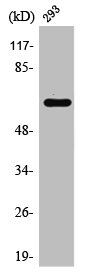 RAB11FIP4 antibody