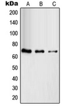 RAB11FIP4 antibody