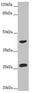 RAB12 antibody