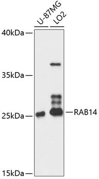 RAB14 antibody