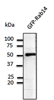 Rab14 antibody
