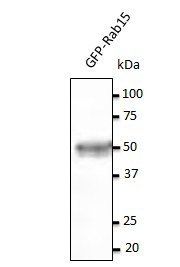 Rab15 antibody