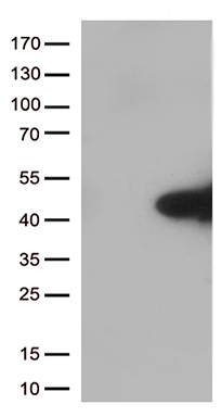 RAB17 Antibody