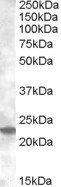 Goat anti-Rab17 (mouse) Antibody