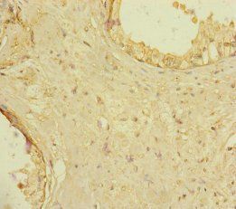RAB18 Antibody