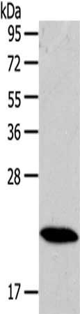 RAB18 antibody