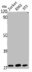 RAB20 antibody