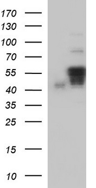 RAB21 antibody