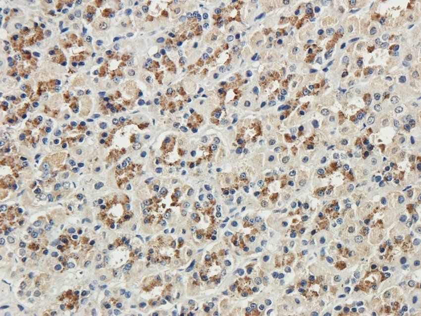 RAB21 antibody