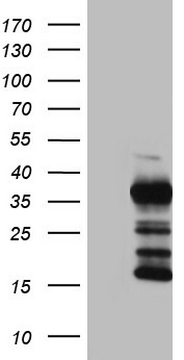 RAB22A Antibody