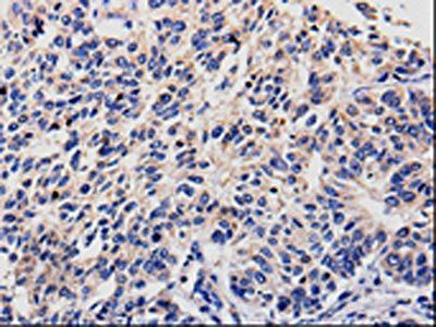 RAB22A Antibody