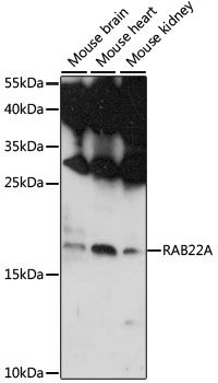 RAB22A antibody