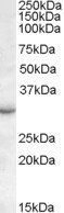 Goat anti-RAB23 Antibody