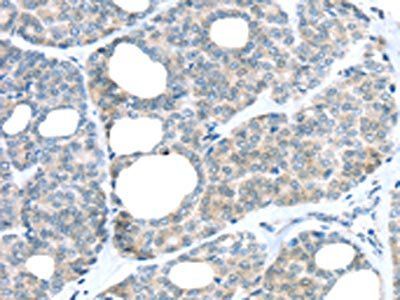 RAB24 Antibody