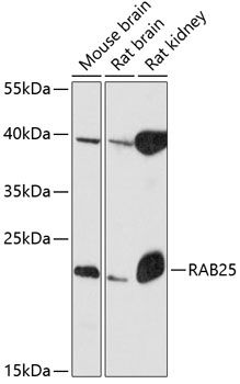 RAB25 antibody