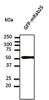 Rab25 antibody