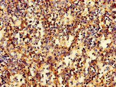 RAB27A Antibody