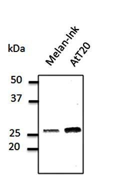 Rab27a antibody
