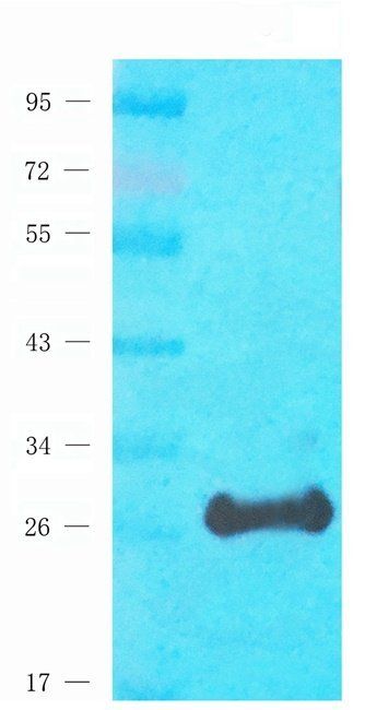 Rab28 antibody