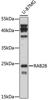 RAB28 antibody