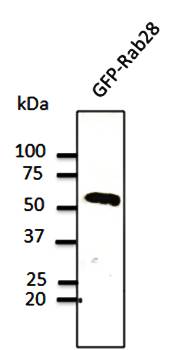 Rab28 antibody