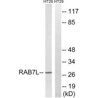 RAB29 antibody