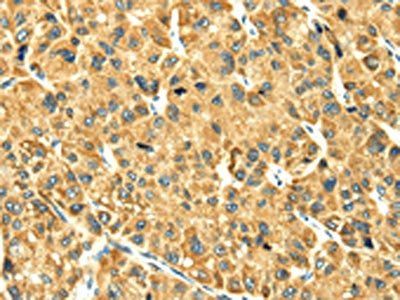 RAB2A Antibody
