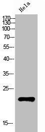 RAB31 antibody