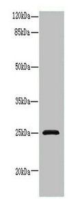 RAB32 Antibody