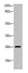 RAB32 antibody