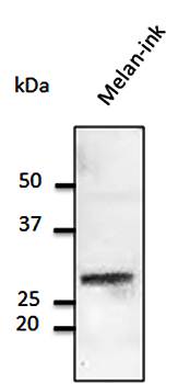 Rab32 antibody